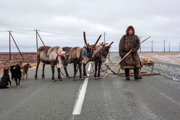  The extreme north, Yamal,   reindeer in Tundra , open area, assistant reindeer breeder,  the men  in national clothes - obrazy, fototapety, plakaty