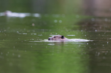 Beavers swimming in a lake, north Quebec, Canada.