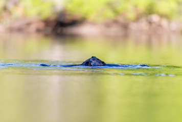 Beavers swimming in a lake, north Quebec, Canada.