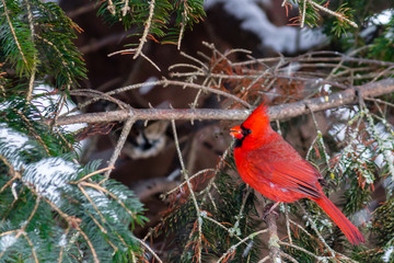 Bright red cardinal sitting at the Christmas tree