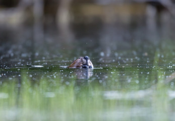 Beavers swimming in a lake, north Quebec, Canada.