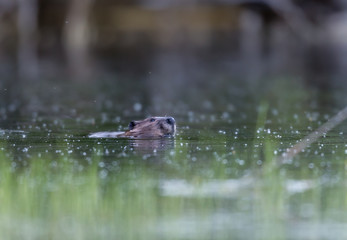 Beavers swimming in a lake, north Quebec, Canada.
