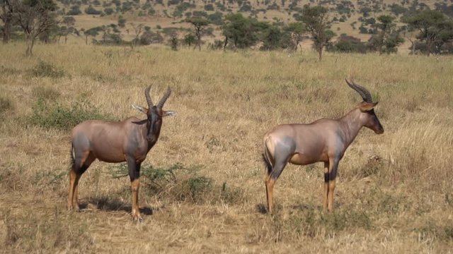 Slowmotion of Male Topi Antelopes Standing Calm in Meadow of African Savanna, Natural Habitat