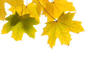 Yellow and brown autumn leaves on a tree branch on a white isolated background. Place for text