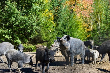 Wild boar in forest