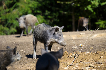 Wild boar in forest
