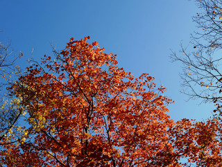 le foglie degli alberi che cambiano colore in autunno in una giornata limpida
