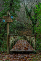 A bridge in the woods with a lot of fallen leafs
