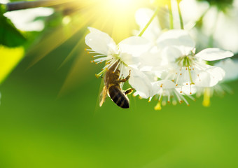 Bee on a flower of the white cherry blossoms