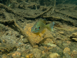 Pumpkinseed sunfish swimming wild in a lake in north Quebec, Canada.