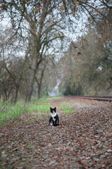 Naklejka na ściany i meble Found: Black and White Cat