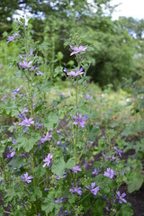 Closeup Malva sylvestris known as high mallow with blurred background in meadow