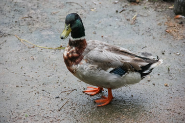 One mallard duck standing on the shore next to the water close up