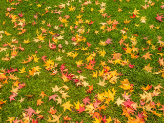 A Bed Of Fallen Japanese Maple Leaves Lie of Green Grass In The Autumn