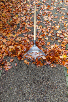 Laub mit Rechen zusammen fegen im Garten Wintervorbereitungen im Herbst Autumn