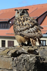 Eule sitzend