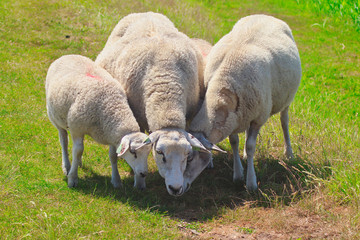 Obraz premium flock of sheep