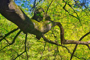 Fototapeta na wymiar tree in park