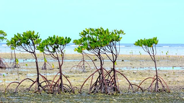 Mangrove Trees On Coastal Range During Low Tide, Philippines
