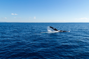 Fototapeta premium Humbak macha na pożegnanie z turystyczną łodzią, spokojne morze i czyste niebo