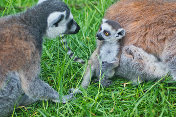 ring/tailed lemur © MPhotographer