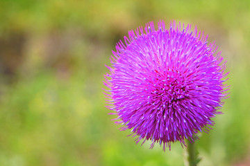 Thistle. A lonely thistles in the meadow on a spring day.