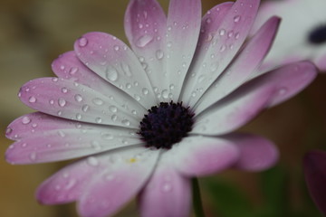 Bl&uuml;te mit Wassertropfen