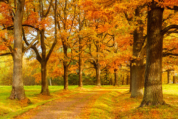 golden autumn in the Lomonosov (Oranienbaum) public park, Saint Petersburg, Russia
