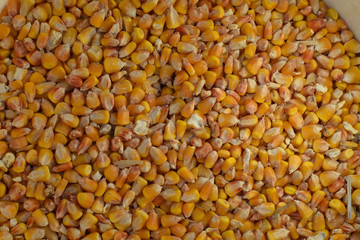 background of corn