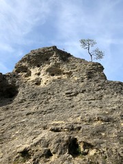 Kleiner Baum wächst auf alten Felsen im Wental (Felsenmeer)