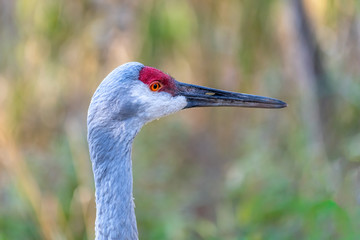 Close up portrait of a Sandhill crane