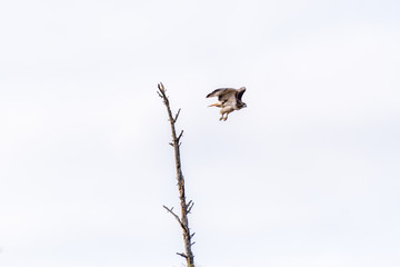 Flying Red-tailed Hawk (Buteo jamaicensis) flying past dead tree.