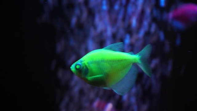 Green Neon Colorful fluorescent glofish glowfish Gymnocorymbus ternetzi fish in the aquarium on the background of bubbles