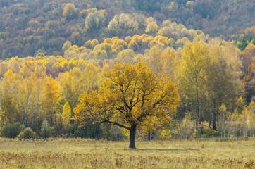Autumn forest. The oak tree in back light.