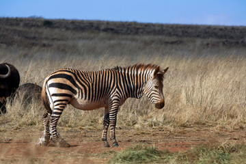 Obraz na płótnie Canvas A Plains Zebra (Equus quagga)