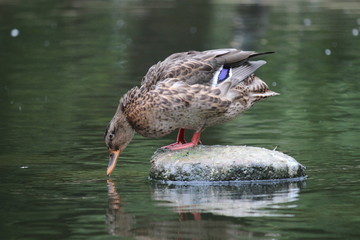 Stockente