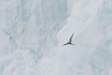 Arctic tern (Sterna paradisaea) flying in front of glacier in Svalbard. 
