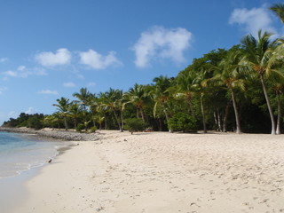 Sandy beach with palms