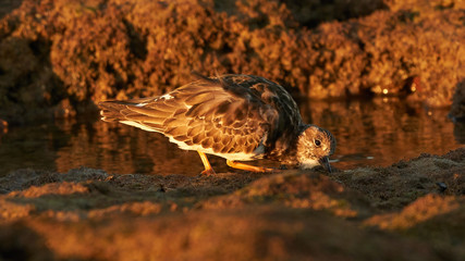 Ruddy Turnstone Standing on a Rock with Rocky Background Caleta