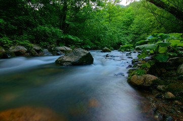 Obraz premium Stream. Long exposure of tulle water.