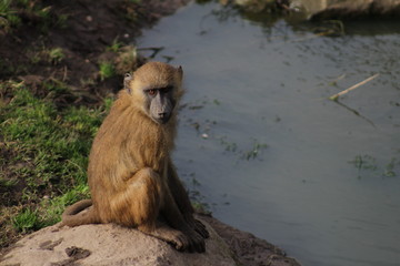 Baboon at lake