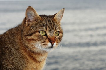 Alley cat. A cat posing like a model.