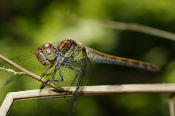 Dragonfly. Attracting these insects, which are quite timid creatures, requires great patience.