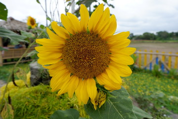Helianthus annuus, the common sunflower, is a large annual forb of the genus Helianthus grown as a crop for its edible oil and edible fruits. This sunflower species is also used as wild bird food.