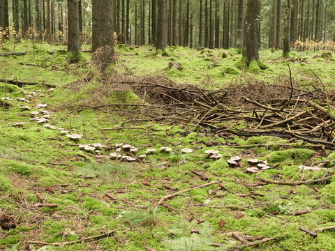 Pilze - Hexenring