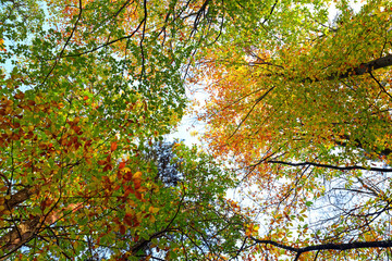 autumn foliage in Fontainebleau forest