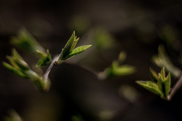 green leaves of tree