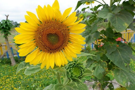 Helianthus annuus, the common sunflower, is a large annual forb of the genus Helianthus grown as a crop for its edible oil and edible fruits. This sunflower species is also used as wild bird food.