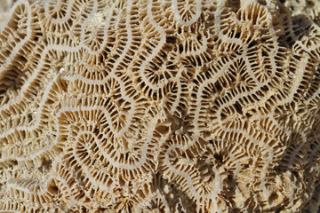 corail fossile