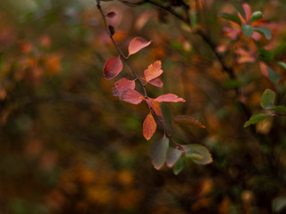 beautiful bush in autumn colors. red-green fall leaves on the bush. foliage in the forest